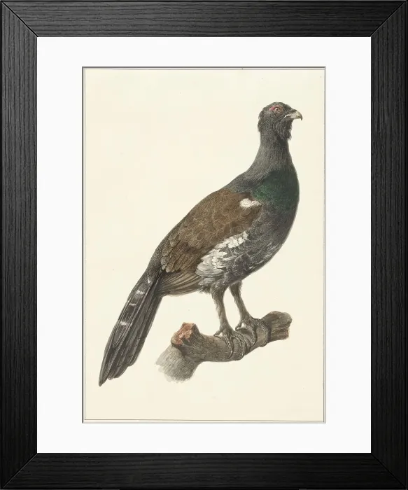 Framed Print : Auerhaan, 1759-1842. Creator: Pieter Bartholomeusz. Barbiers Framed Print : Auerhaan, 1759-1842. Creator: Pieter Bartholomeusz. Barbiers