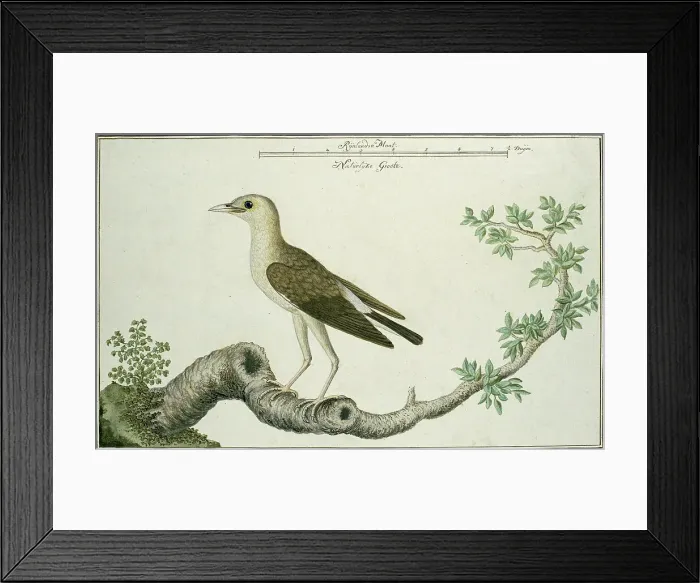 Framed Print : Creatophora cinerea (Wattled starling), 1777-1786. Creator: Robert Jacob Gordon Framed Print : Creatophora cinerea (Wattled starling), 1777-1786. Creator: Robert Jacob Gordon