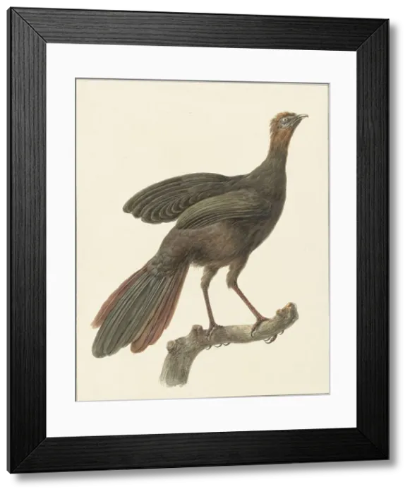 Framed Print : Crested guan (Penelope Purpurascens), 1759-1842. Creator: Pieter Bartholomeusz. Barbiers Framed Print : Crested guan (Penelope Purpurascens), 1759-1842. Creator: Pieter Bartholomeusz. Barbiers