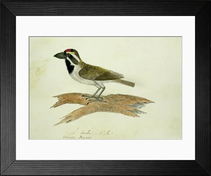 Framed Print : Tricholaema leucelas (Acacia Pied Barbet), 1777-1786. Creator: Robert Jacob Gordon Framed Print : Tricholaema leucelas (Acacia Pied Barbet), 1777-1786. Creator: Robert Jacob Gordon