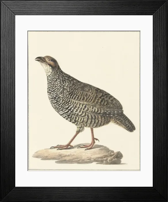Framed Print : Chinese francolin (Francolinus pintadeanus), 1759-1842. Creator: Pieter Bartholomeusz. Barbiers Framed Print : Chinese francolin (Francolinus pintadeanus), 1759-1842. Creator: Pieter Bartholomeusz. Barbiers