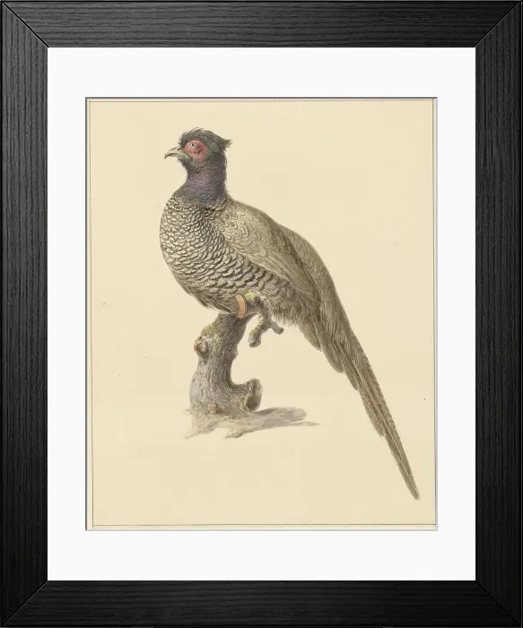 Framed Print : Hunting pheasant, 1759-1842. Creator: Pieter Bartholomeusz. Barbiers Framed Print : Hunting pheasant, 1759-1842. Creator: Pieter Bartholomeusz. Barbiers