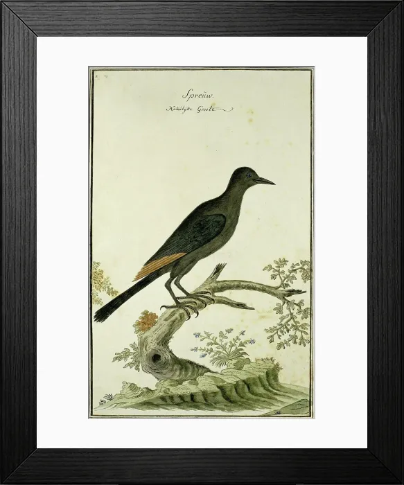 Framed Print : Onychognathus morio (Red-winged starling), 1777-1786. Creator: Robert Jacob Gordon Framed Print : Onychognathus morio (Red-winged starling), 1777-1786. Creator: Robert Jacob Gordon