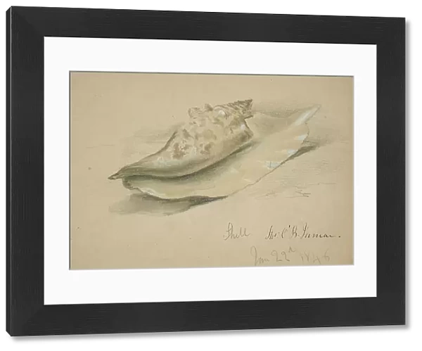 Conch Shell, 1846. Creator: John O'Brien Inman