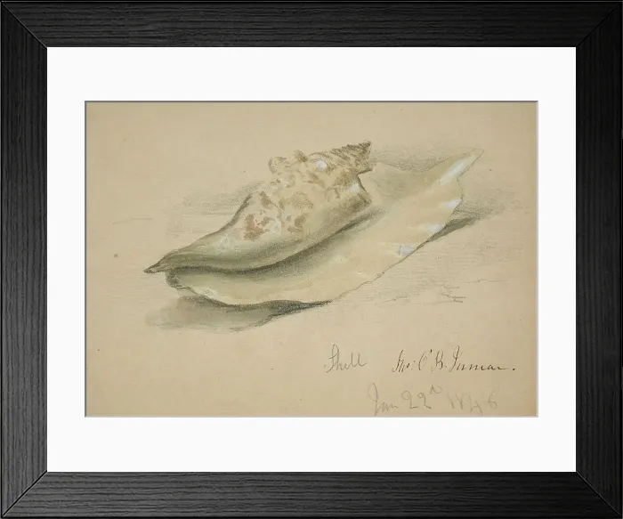 Framed Print : Conch Shell, 1846. Creator: John O'Brien Inman Framed Print : Conch Shell, 1846. Creator: John O'Brien Inman