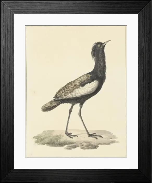 Framed Print : Bearded bustard (Eupodotis Bengalensis / Houbaropsis Bengalensis), 1759-1842. Creator: Pieter Bartholomeusz. Barbiers Framed Print : Bearded bustard (Eupodotis Bengalensis / Houbaropsis Bengalensis), 1759-1842. Creator: Pieter Bartholomeusz. Barbiers