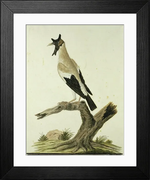 Framed Print : Creatophora cinerea (Wattled starling), 1777-1786. Creator: Robert Jacob Gordon Framed Print : Creatophora cinerea (Wattled starling), 1777-1786. Creator: Robert Jacob Gordon