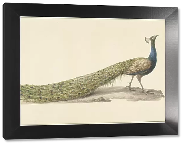 Blue peacock (Blue pauw), 1759-1842. Creator: Pieter Bartholomeusz. Barbiers