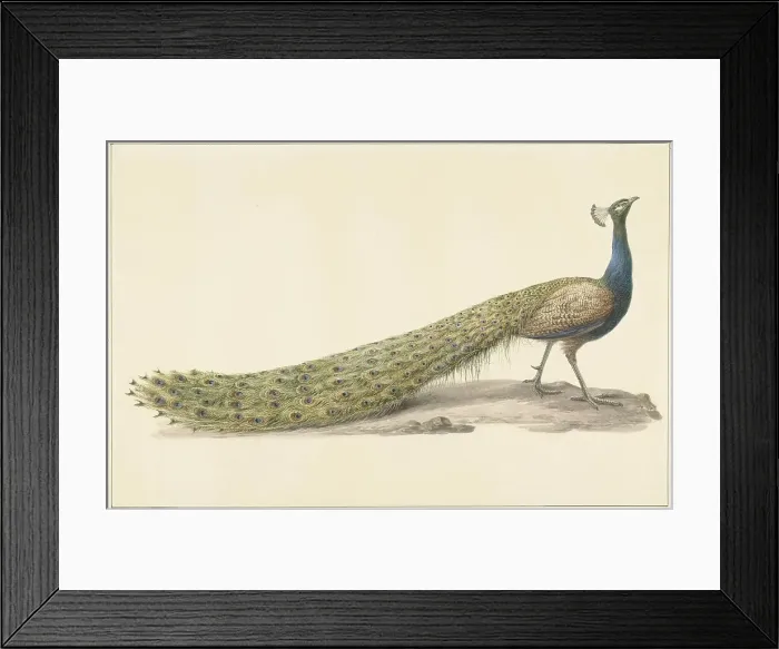 Framed Print : Blue peacock (Blue pauw), 1759-1842. Creator: Pieter Bartholomeusz. Barbiers Framed Print : Blue peacock (Blue pauw), 1759-1842. Creator: Pieter Bartholomeusz. Barbiers