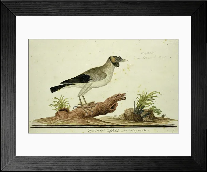 Framed Print : Wattled starling (Creatophora cinerea): a female, 1777-1786. Creator: Robert Jacob Gordon Framed Print : Wattled starling (Creatophora cinerea): a female, 1777-1786. Creator: Robert Jacob Gordon