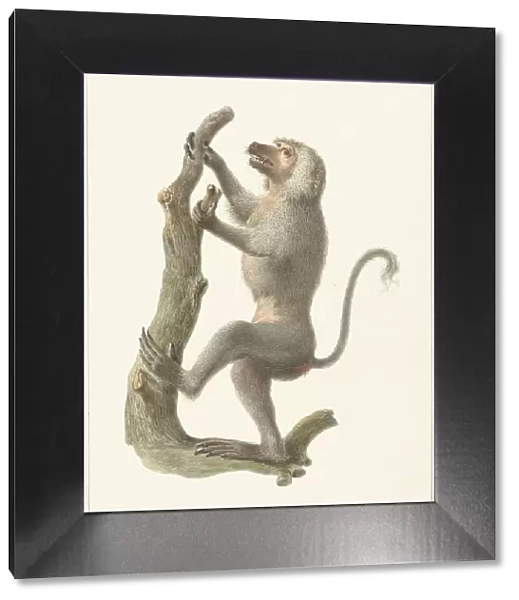 Mantle baboon, 1759-1842. Creator: Pieter Bartholomeusz. Barbiers