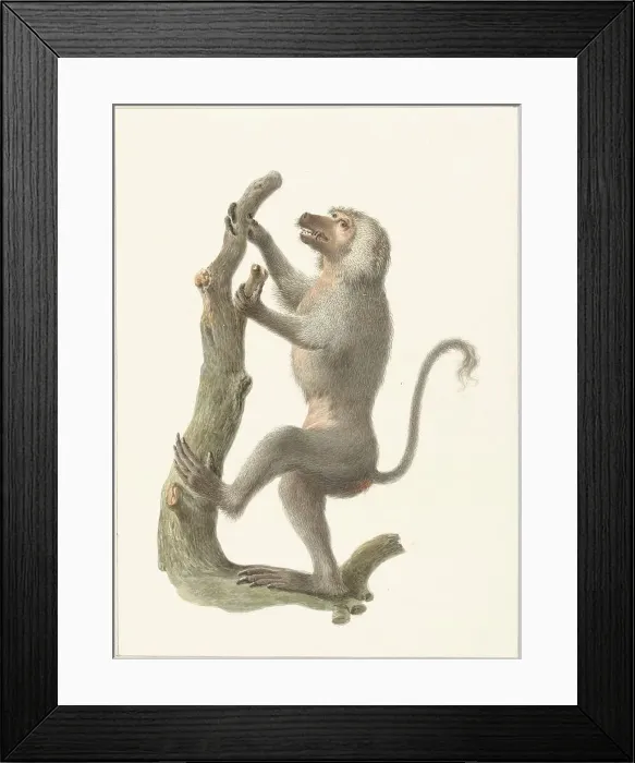 Framed Print : Mantle baboon, 1759-1842. Creator: Pieter Bartholomeusz. Barbiers Framed Print : Mantle baboon, 1759-1842. Creator: Pieter Bartholomeusz. Barbiers