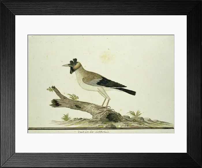 Framed Print : Creatophora cinerea (Wattled starling), 1777-1786. Creator: Robert Jacob Gordon Framed Print : Creatophora cinerea (Wattled starling), 1777-1786. Creator: Robert Jacob Gordon