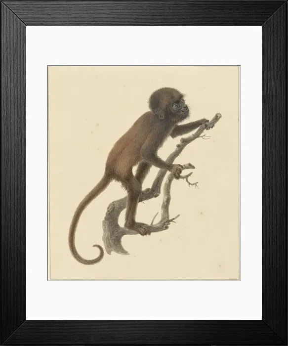 Framed Print : Monkey, 1759-1842. Creator: Pieter Bartholomeusz. Barbiers Framed Print : Monkey, 1759-1842. Creator: Pieter Bartholomeusz. Barbiers