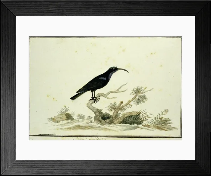 Framed Print : Nectarinia amethystina (Amethyst sunbird), 1777-1786. Creator: Robert Jacob Gordon Framed Print : Nectarinia amethystina (Amethyst sunbird), 1777-1786. Creator: Robert Jacob Gordon