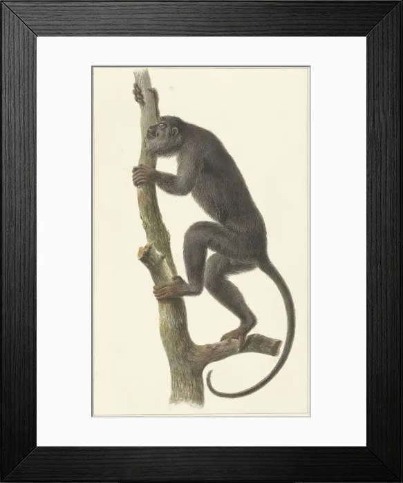 Framed Print : Black howler monkey (Paraguay), 1759-1842. Creator: Pieter Bartholomeusz. Barbiers Framed Print : Black howler monkey (Paraguay), 1759-1842. Creator: Pieter Bartholomeusz. Barbiers