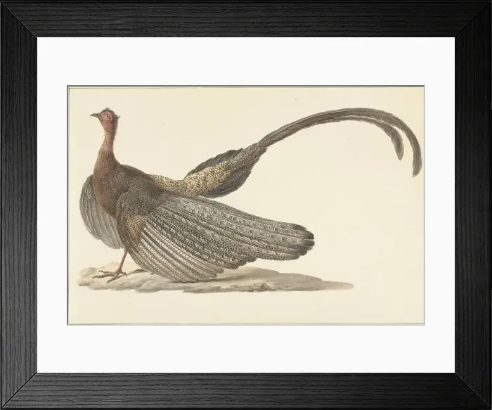 Framed Print : Argus Pheasant, c.1780-c.1842. Creator: Pieter Bartholomeusz. Barbiers Framed Print : Argus Pheasant, c.1780-c.1842. Creator: Pieter Bartholomeusz. Barbiers