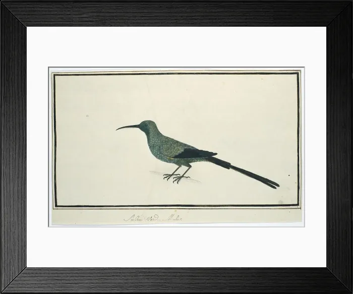 Framed Print : Nectarinia famosa (Malachite sunbird), 1777-1786. Creator: Robert Jacob Gordon Framed Print : Nectarinia famosa (Malachite sunbird), 1777-1786. Creator: Robert Jacob Gordon
