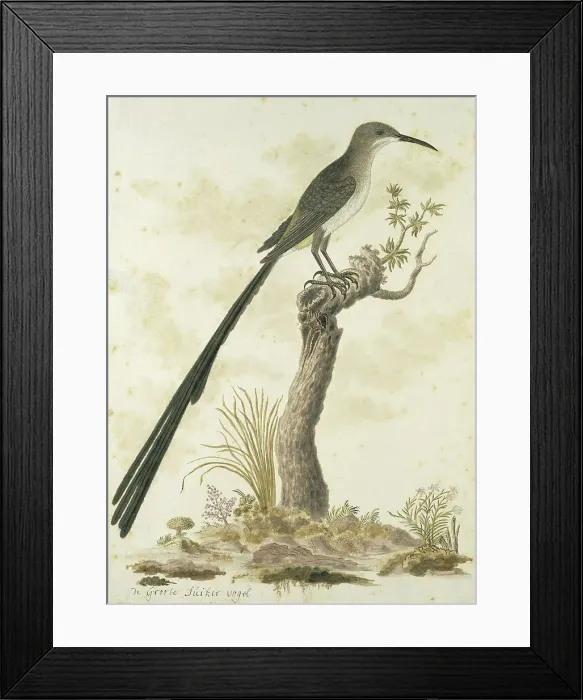 Framed Print : Promerops cafer (Cape sugarbird), 1777-1786. Creator: Robert Jacob Gordon