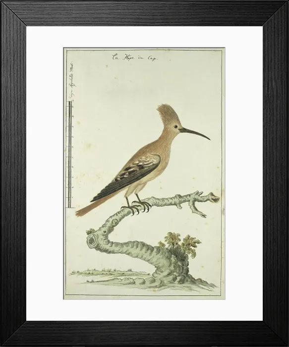 Framed Print : Upupa africana (Hoopoe), 1777-1786. Creator: Robert Jacob Gordon Framed Print : Upupa africana (Hoopoe), 1777-1786. Creator: Robert Jacob Gordon