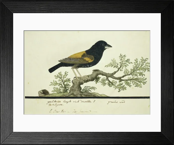 Framed Print : Euplectes capensis (Yellow bishop), 1777-1786. Creator: Robert Jacob Gordon