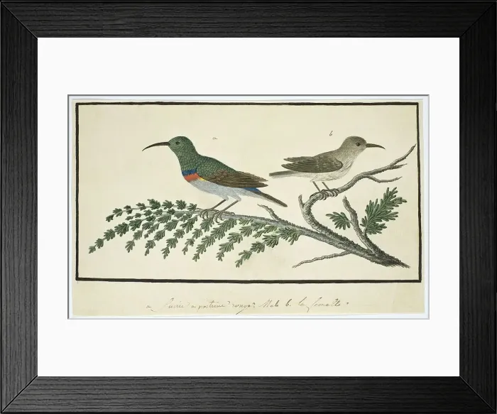 Framed Print : Nectarinia afra (Greater double-collared sunbird), 1777-1786. Creator: Robert Jacob Gordon Framed Print : Nectarinia afra (Greater double-collared sunbird), 1777-1786. Creator: Robert Jacob Gordon