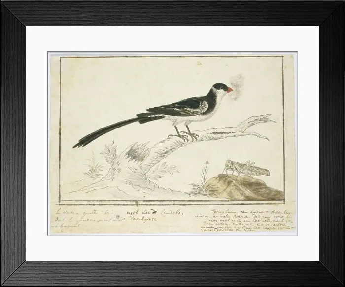Framed Print : Vidua macroura (Pin-tailed whydah) and locust, 1778. Creator: Robert Jacob Gordon Framed Print : Vidua macroura (Pin-tailed whydah) and locust, 1778. Creator: Robert Jacob Gordon
