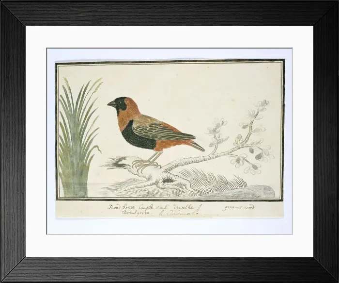Framed Print : Euplectes orix (Southern red bishop), 1777-1786. Creator: Robert Jacob Gordon Framed Print : Euplectes orix (Southern red bishop), 1777-1786. Creator: Robert Jacob Gordon