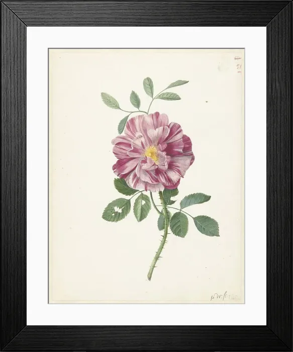 Framed Print : Gallic Rose (Rosa gallica L. Versicolor'), c.1686-c.1692. Creator: Pieter Withoos Framed Print : Gallic Rose (Rosa gallica L. Versicolor'), c.1686-c.1692. Creator: Pieter Withoos