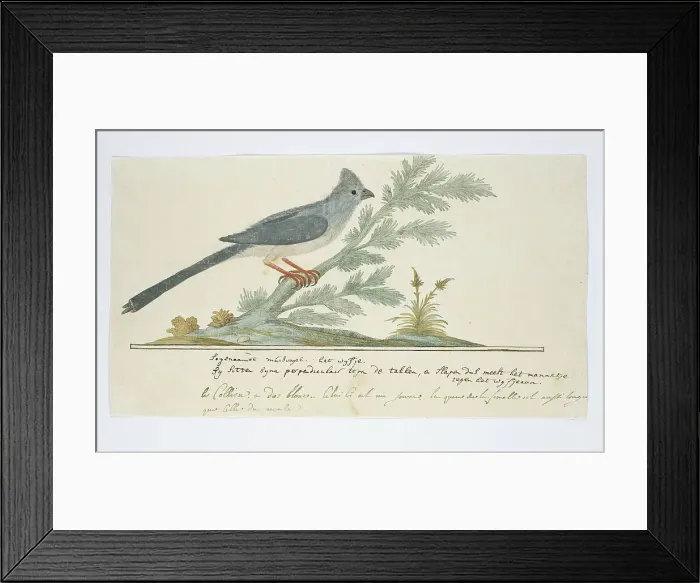 Framed Print : Colius striatus (Speckled mousebird), 1777-1786. Creator: Robert Jacob Gordon Framed Print : Colius striatus (Speckled mousebird), 1777-1786. Creator: Robert Jacob Gordon