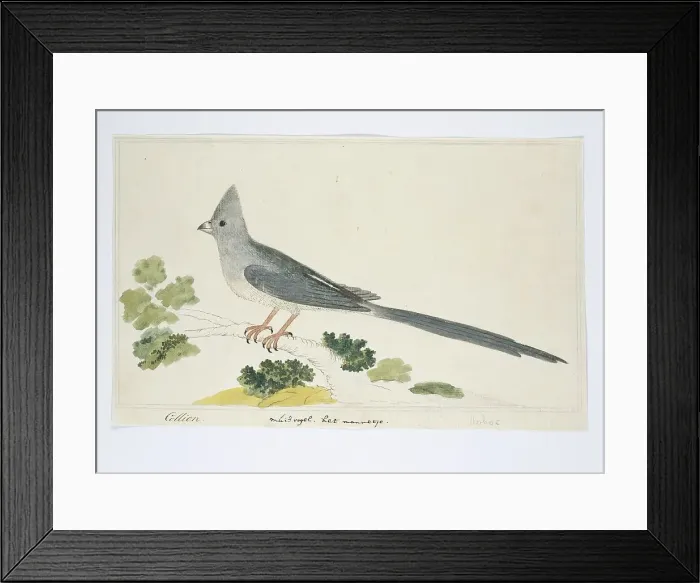 Framed Print : Colius colius (White-backed mousebird), 1777-1786. Creator: Robert Jacob Gordon Framed Print : Colius colius (White-backed mousebird), 1777-1786. Creator: Robert Jacob Gordon