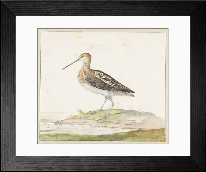 Framed Print : Common Snipe (Gallinago gallinago), c.1687-c.1692. Creator: Pieter Withoos Framed Print : Common Snipe (Gallinago gallinago), c.1687-c.1692. Creator: Pieter Withoos