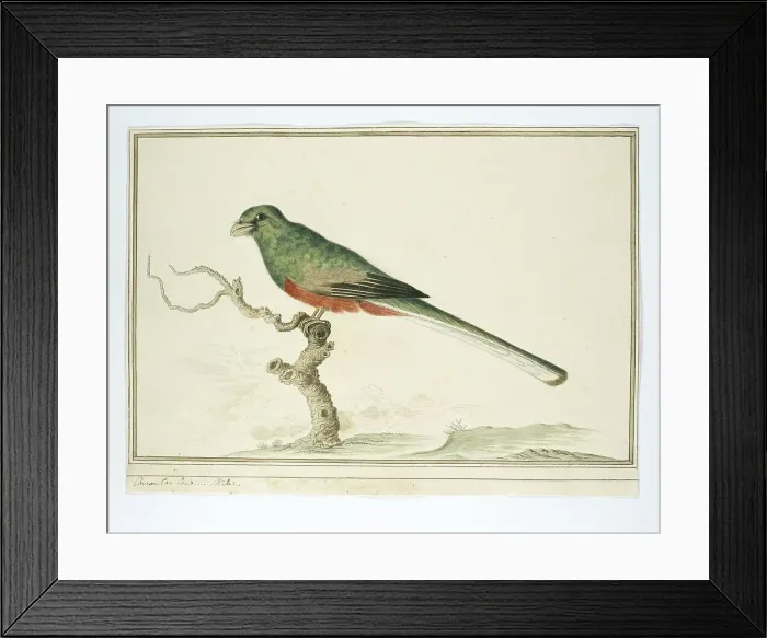 Framed Print : Apaloderma narina (Narina Trogon), 1777-1786. Creator: Robert Jacob Gordon Framed Print : Apaloderma narina (Narina Trogon), 1777-1786. Creator: Robert Jacob Gordon
