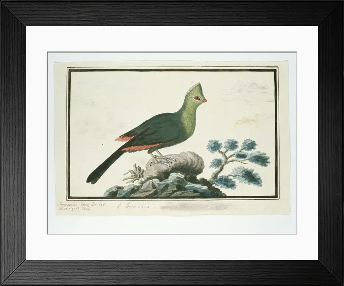 Framed Print : Tauraco corythaix (Knysna Turaco or Knysna Lourie), 1777-1786. Creator: Robert Jacob Gordon Framed Print : Tauraco corythaix (Knysna Turaco or Knysna Lourie), 1777-1786. Creator: Robert Jacob Gordon