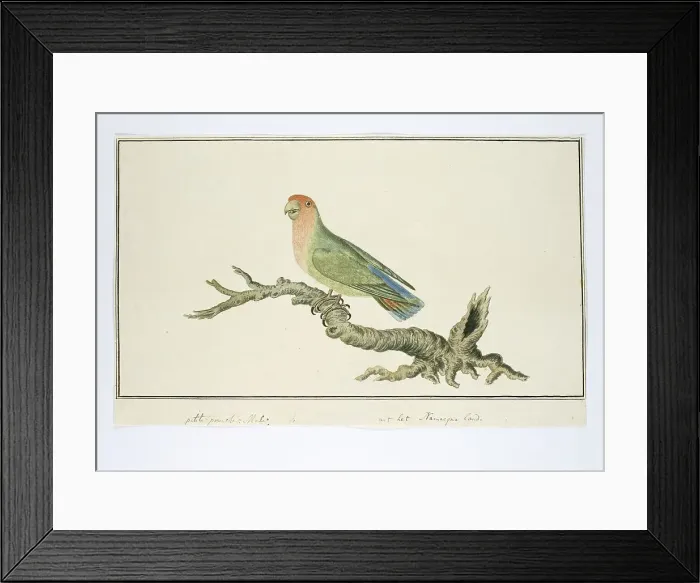 Framed Print : Agapornis roseicollis (Rosy-faced lovebird), 1777-1786. Creator: Robert Jacob Gordon Framed Print : Agapornis roseicollis (Rosy-faced lovebird), 1777-1786. Creator: Robert Jacob Gordon