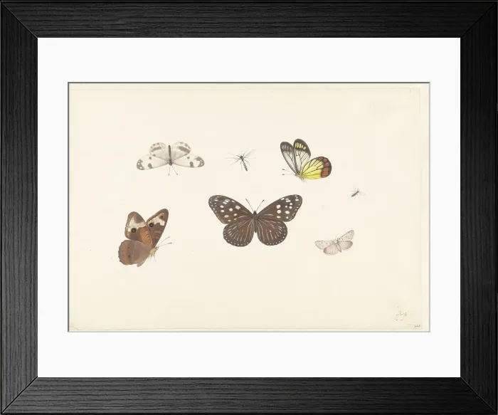 Framed Print : Sheet with five butterflies and two flies, c.1674-c.1692. Creator: Pieter Withoos Framed Print : Sheet with five butterflies and two flies, c.1674-c.1692. Creator: Pieter Withoos