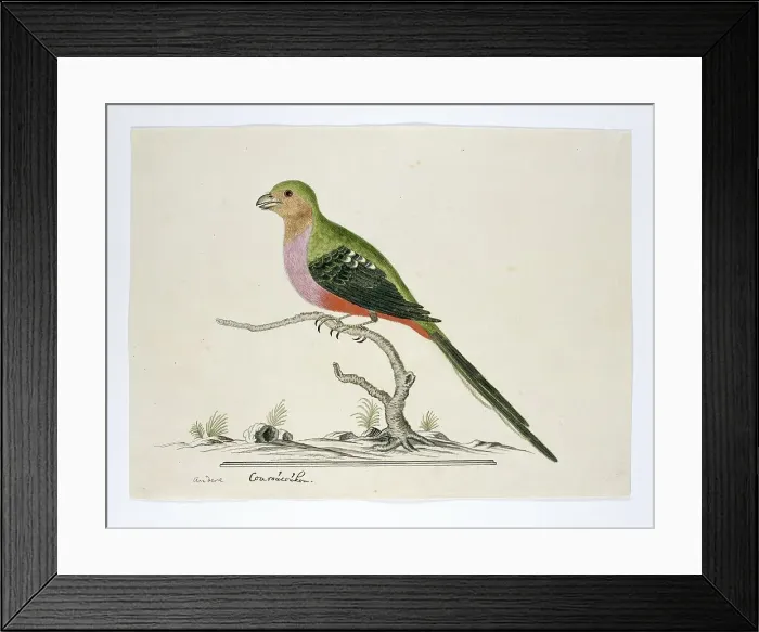 Framed Print : Apaloderma narina (Narina Trogon), 1777-1786. Creator: Robert Jacob Gordon Framed Print : Apaloderma narina (Narina Trogon), 1777-1786. Creator: Robert Jacob Gordon