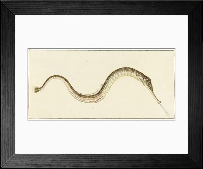 Framed Print : Pipefish (Syngnatus Acus), 1664-1693. Creator: Pieter Withoos Framed Print : Pipefish (Syngnatus Acus), 1664-1693. Creator: Pieter Withoos
