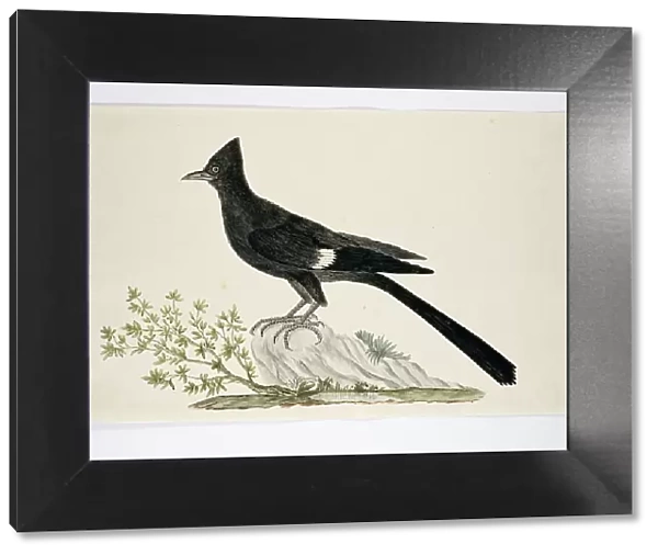 Clamator jacobinus (Jacobin cuckoo), 1777-1786. Creator: Robert Jacob Gordon