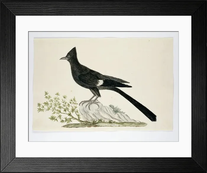 Framed Print : Clamator jacobinus (Jacobin cuckoo), 1777-1786. Creator: Robert Jacob Gordon