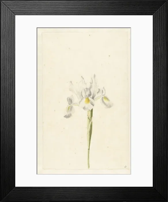 Framed Print : White Iris (Iris albicans), c.1674-c.1695. Creator: Circle of Pieter Withoos Framed Print : White Iris (Iris albicans), c.1674-c.1695. Creator: Circle of Pieter Withoos