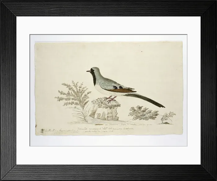 Framed Print : Oena capensis (Namaqua dove), 1778. Creator: Robert Jacob Gordon Framed Print : Oena capensis (Namaqua dove), 1778. Creator: Robert Jacob Gordon