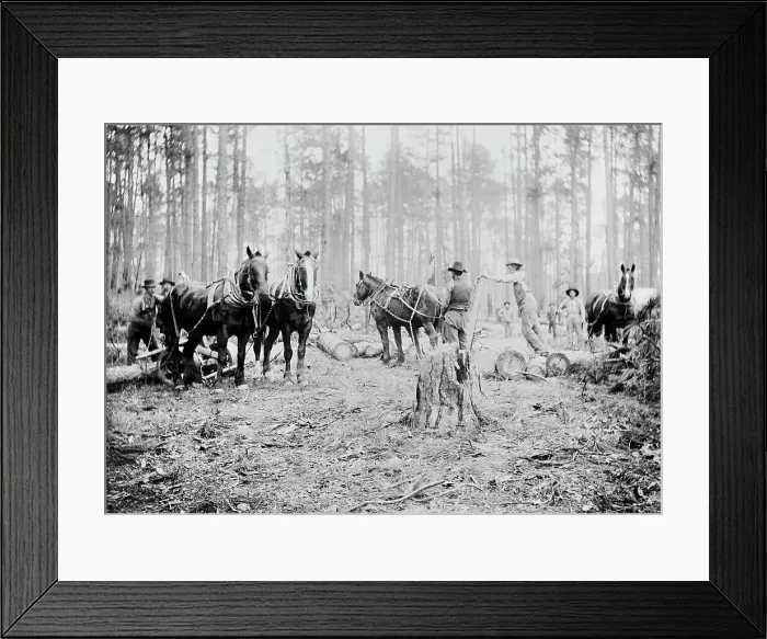 Framed Print : Skidding pine logs, Keystone Lumber Company, 1901 or 1902. Creator: Unknown Framed Print : Skidding pine logs, Keystone Lumber Company, 1901 or 1902. Creator: Unknown