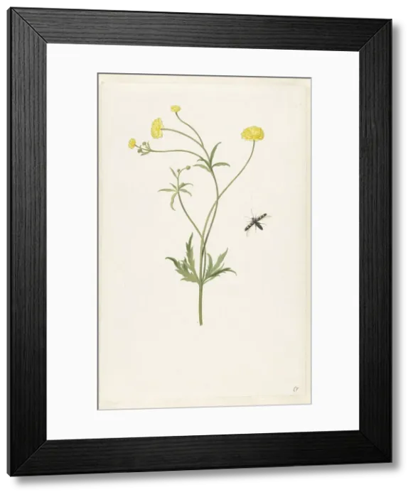 Framed Print : Double yellow ranunculus and insect, c.1674-c.1692. Creator: Pieter Withoos Framed Print : Double yellow ranunculus and insect, c.1674-c.1692. Creator: Pieter Withoos