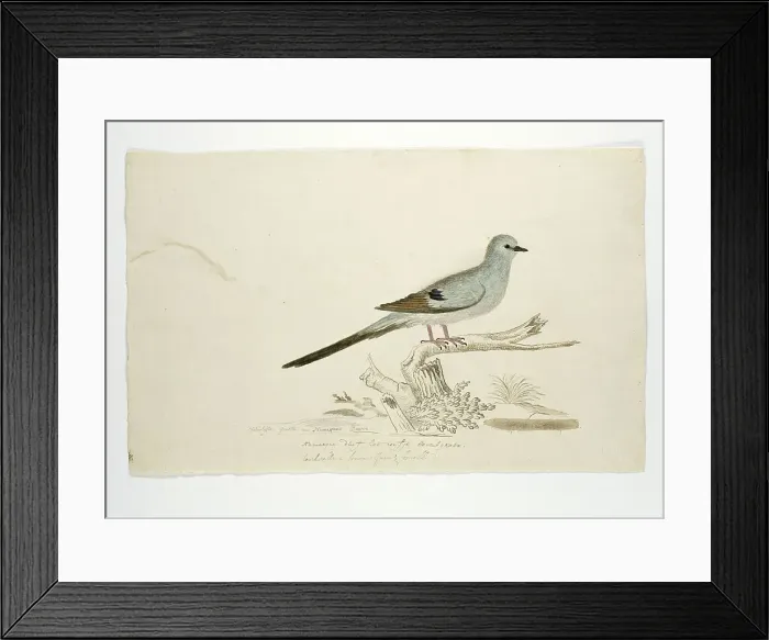 Framed Print : Oena capensis (Namaqua dove), 1777-1786. Creator: Robert Jacob Gordon