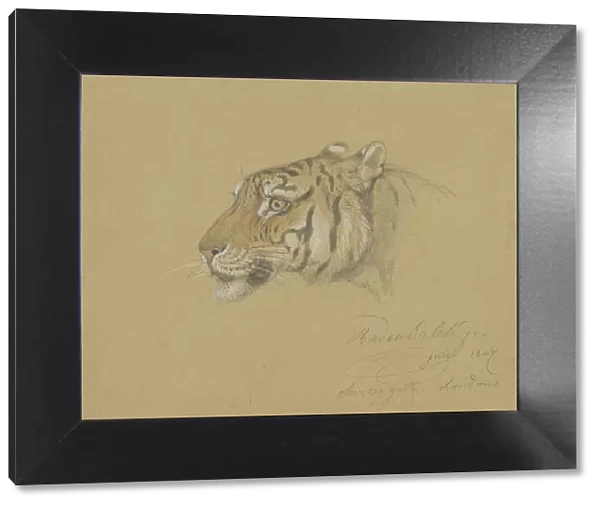 Head of a Tiger, 1847. Creator: Raden Saleh