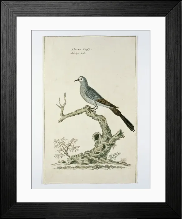 Framed Print : Oena capensis (Namaqua dove), c.1778. Creator: Robert Jacob Gordon Framed Print : Oena capensis (Namaqua dove), c.1778. Creator: Robert Jacob Gordon
