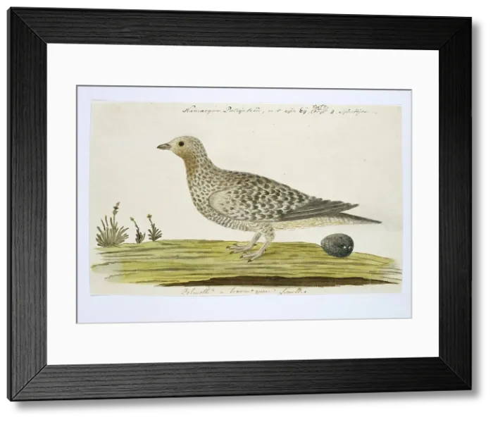 Framed Print : Pteroclurus namaqua (Namaqua sandgrouse), c.1778. Creator: Robert Jacob Gordon Framed Print : Pteroclurus namaqua (Namaqua sandgrouse), c.1778. Creator: Robert Jacob Gordon