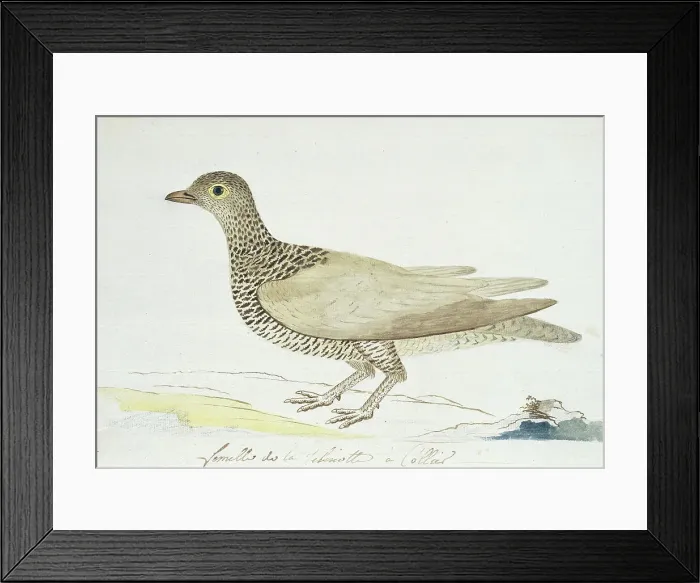 Framed Print : Pteroclurus bicinctus (Double-banded sandgrouse), c.1778. Creator: Robert Jacob Gordon Framed Print : Pteroclurus bicinctus (Double-banded sandgrouse), c.1778. Creator: Robert Jacob Gordon