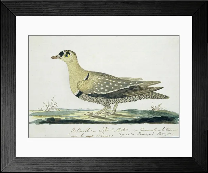 Framed Print : Pteroclurus bicinctus (Double-banded sandgrouse), c.1778. Creator: Robert Jacob Gordon Framed Print : Pteroclurus bicinctus (Double-banded sandgrouse), c.1778. Creator: Robert Jacob Gordon